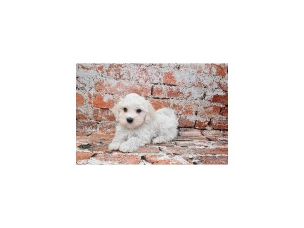 [#1858] White Male Maltese Puppies For Sale