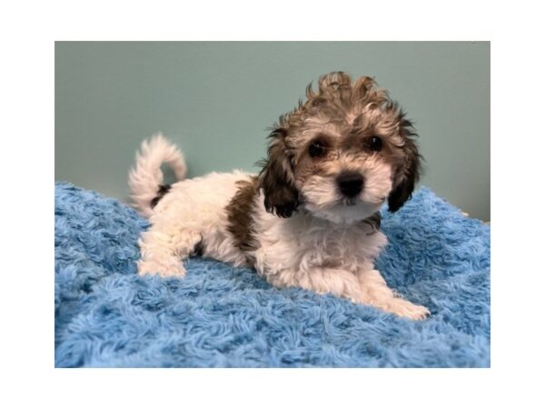 [#1871] Brown / White Female Bichapoo Puppies For Sale