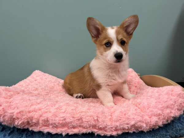 [#1853] Sable / White Female Pembroke Welsh Corgi Puppies For Sale