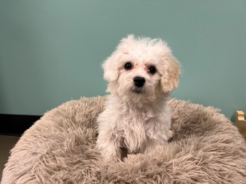 Bichon Frise - 1815 Image #1