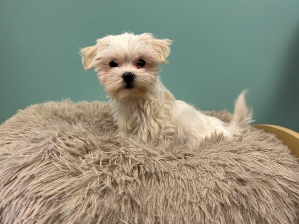 [#1864] White Male Malshi Puppies For Sale