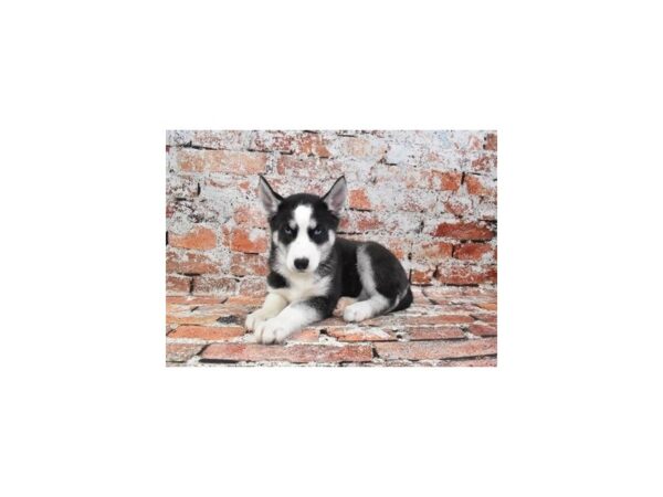 [#1876] Black and White Female Siberian Husky Puppies For Sale