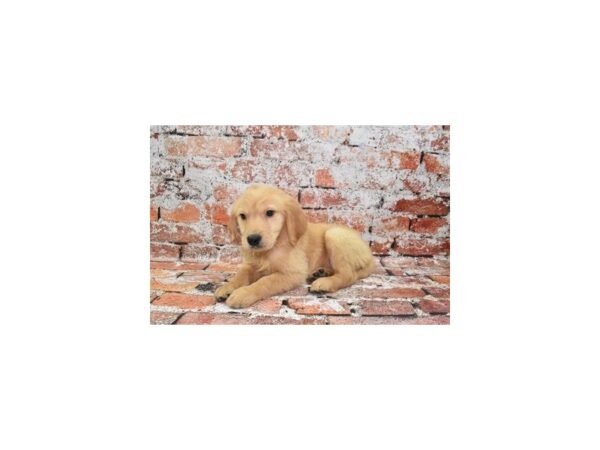 Golden Retriever-Dog-Male-Golden-1878-Petland Murfreesboro Pet Store