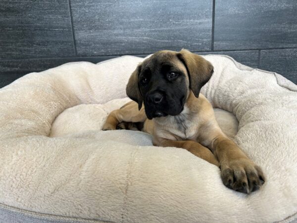[#1868] Fawn Female Mastiff Puppies For Sale