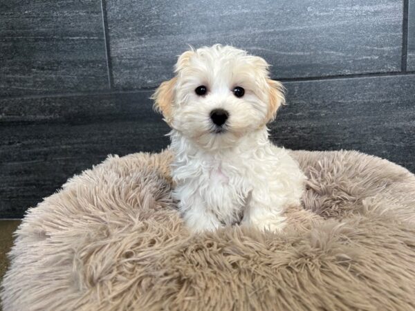 [#1865] White / Apricot Male Maltipoo Puppies For Sale