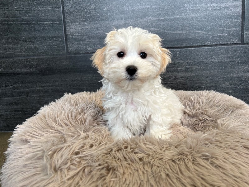 Maltipoo - 1865 Image #1