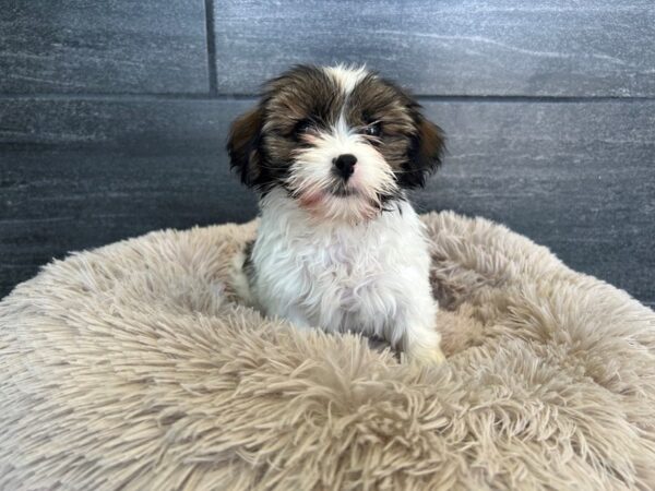 [#1879] Sable Female Lhasa Apso/Poodle Puppies For Sale