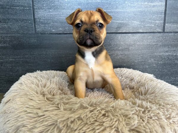 [#1822] Fawn Female French Bulldog Puppies For Sale