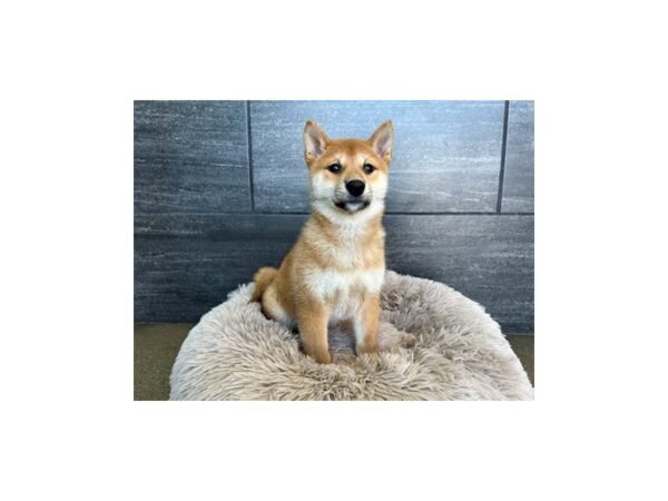 [#1861] Red Female Shiba Inu Puppies For Sale
