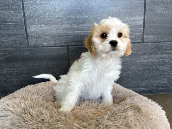 [#1847] Blenheim Female Cavachon Puppies For Sale