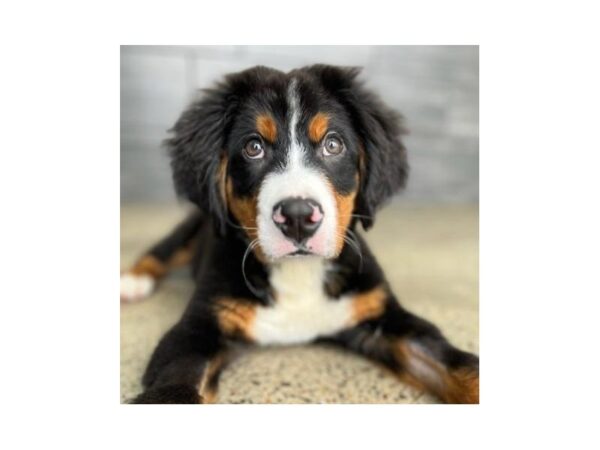 [#1791] Black Tan / White Male Bernese Mountain Dog Puppies For Sale