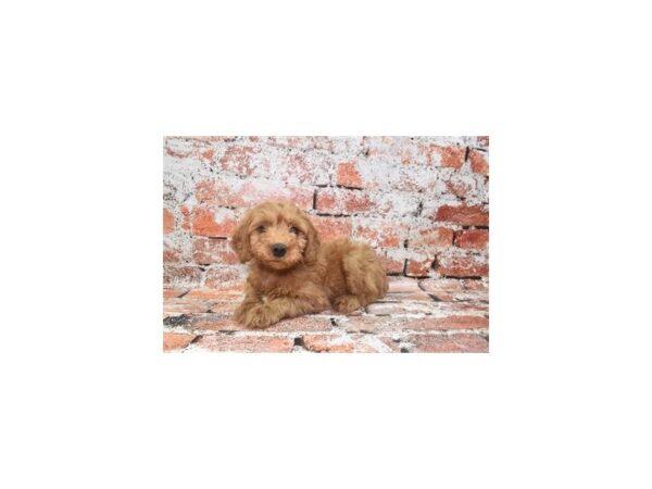 [#1887] Red Male Mini Goldendoodle 2nd Gen Puppies For Sale