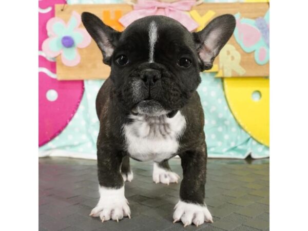 [#1893] Black Brindle Male French Bulldog Puppies For Sale