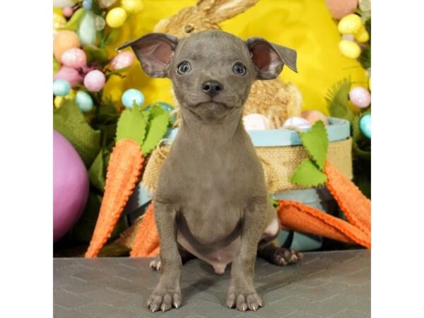 [#1894] Blue Male Chihuahua Puppies For Sale