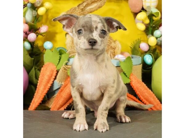 [#1895] Lilac Merle Male Chihuahua Puppies For Sale