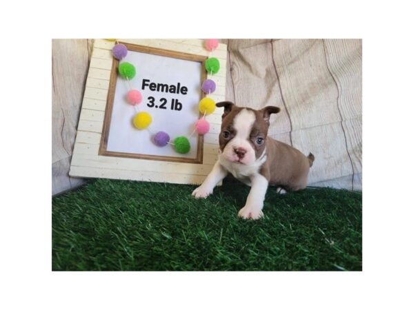 [#1898] Seal / White Female Boston Terrier Puppies For Sale