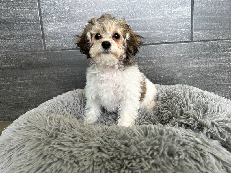 Bichapoo Puppies For Sale Petland Murfreesboro Pet Store