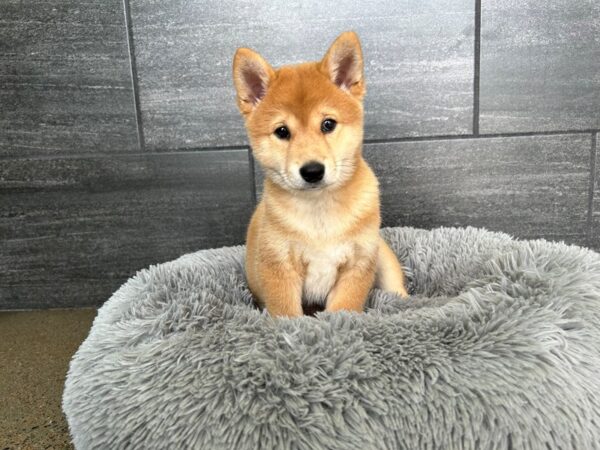 Shiba Inu-Dog-Male-Red-1892-Petland Murfreesboro, Tennessee