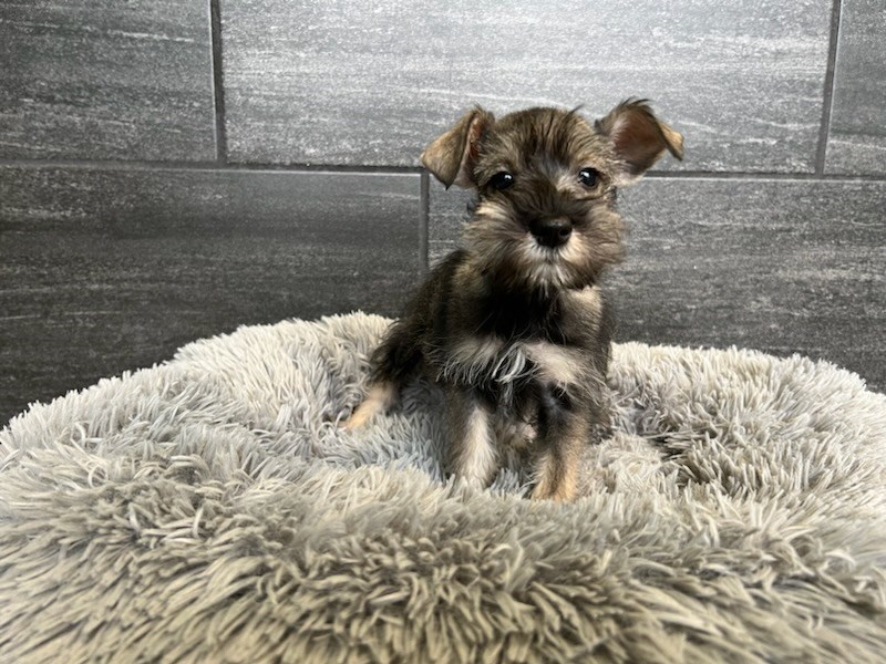 Miniature Schnauzer Small Animal Salt / Pepper ID:1909 Located at