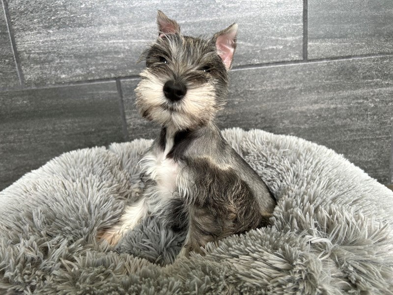 Miniature Schnauzer Small Animal Salt / Pepper ID:1957 Located at
