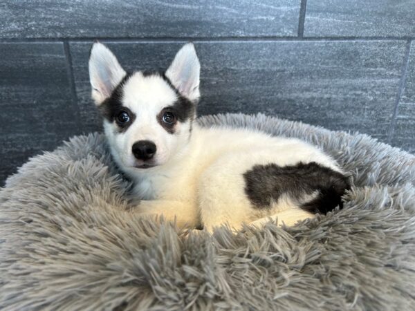 Kleekimo-Dog-Male-blk/wht-1997-Petland Murfreesboro, Tennessee