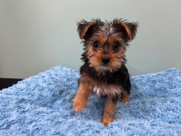 [#2002] Black / Tan Male Yorkshire Terrier Puppies For Sale