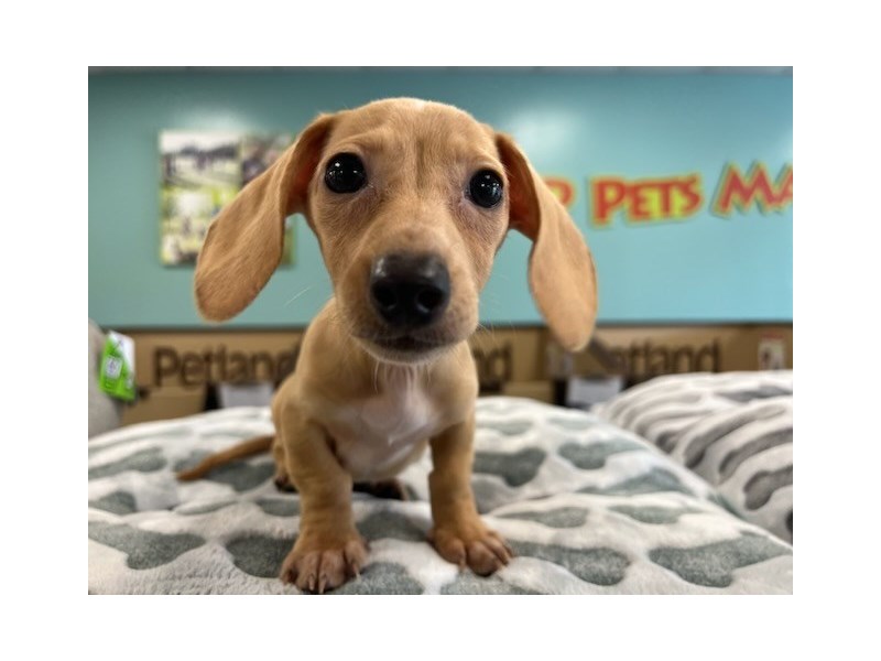 Available Pets Page 2 of 3 Petland Murfreesboro, Tennessee