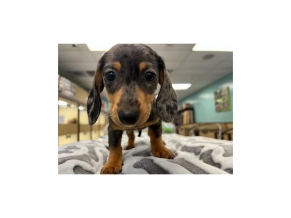 [#2005] Black / Tan Female Dachshund Puppies For Sale