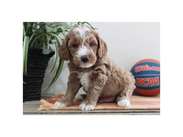 [#2030] Red Male Goldendoodle Mini F1b Puppies For Sale