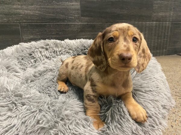 [#2024] choc dapple Male Dachshund Puppies For Sale