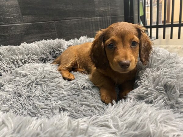 [#2025] red Female Dachshund Puppies For Sale