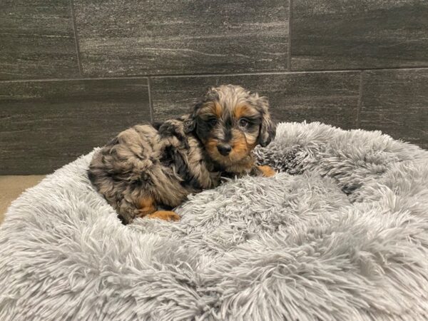 [#2029] bl mrl Male Miniature Bernedoodle Puppies For Sale
