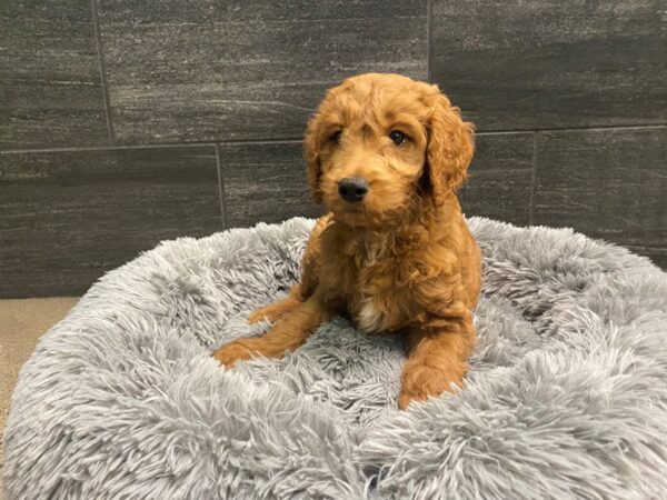 [#2026] red Male Miniature Goldendoodle Puppies For Sale