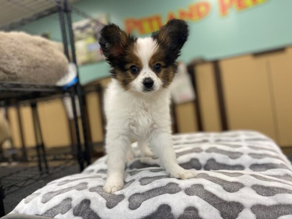 [#2011] White and Red Male Papillon Puppies For Sale