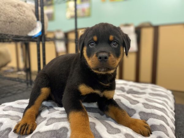 [#2017] Black / Tan Male Rottweiler Puppies For Sale