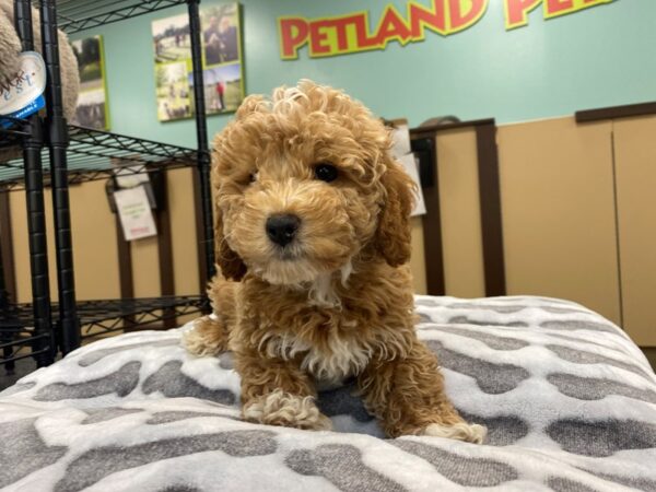 [#2019] Cream Male Poodle Puppies For Sale