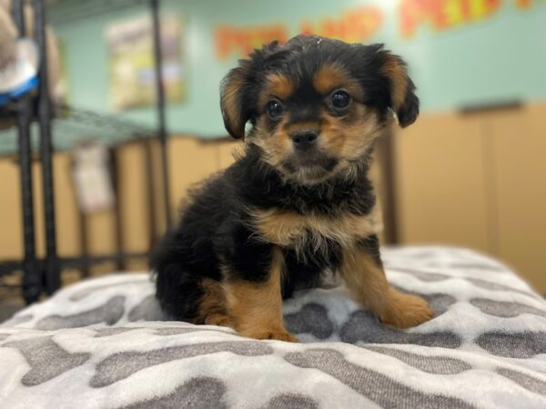 [#2022] Female Shorkie Puppies For Sale