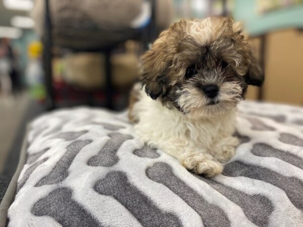 [#2007] Brown / White Male Teddy Bear Puppies For Sale