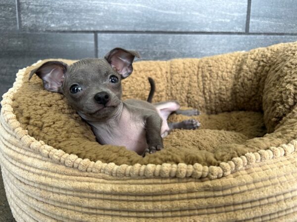 [#1894] Blue Male Chihuahua Puppies For Sale