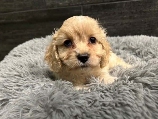 [#1903] White / Cream Female Cockalier Puppies For Sale