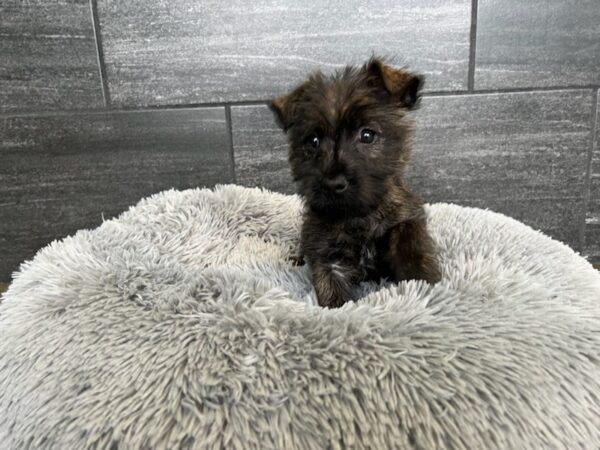 [#1910] Black Brindle Male Cairn Terrier Puppies For Sale
