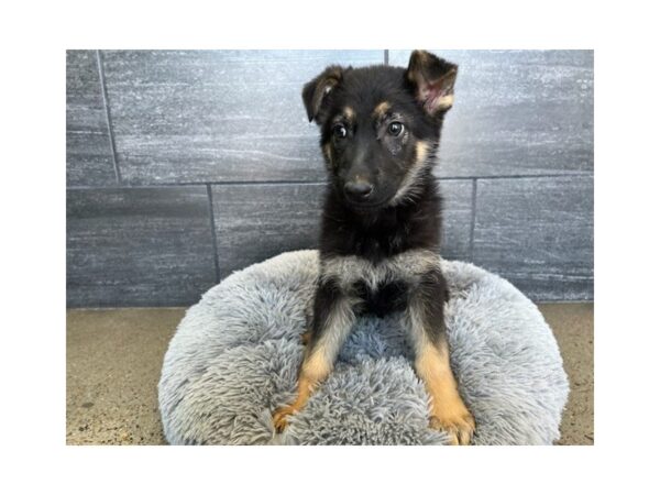 [#1884] Black / Tan Male German Shepherd Dog Puppies For Sale
