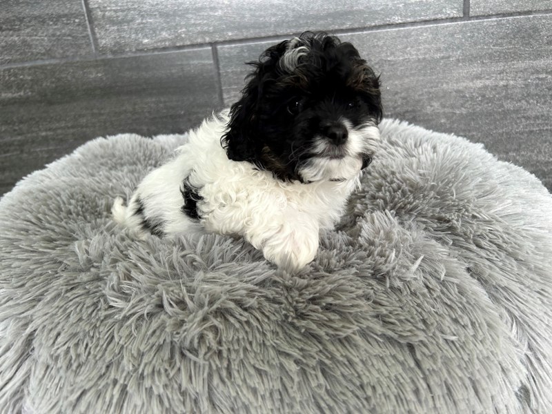 Cavapoo - 1937 Image #1