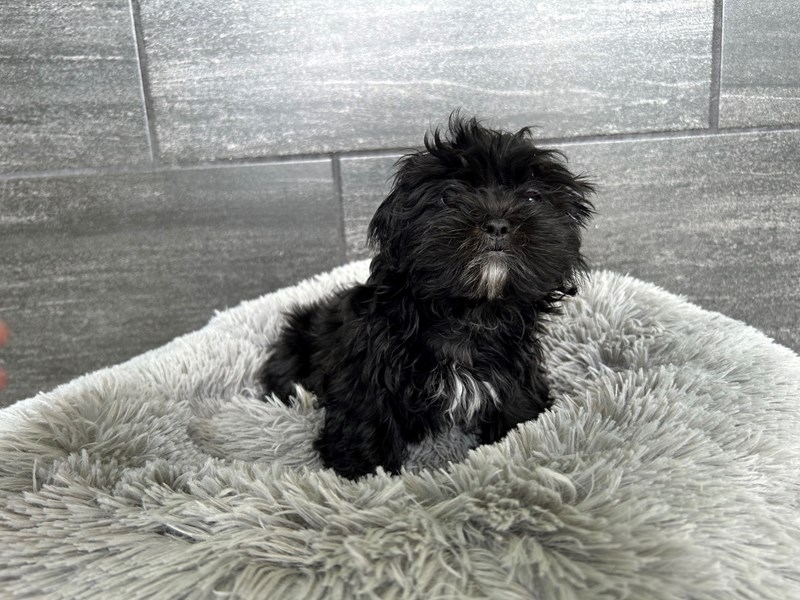 Pekingese/Shih Tzu - 1941 Image #1