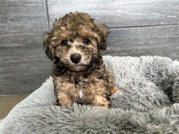 [#1923] sable Male Miniature Poodle Puppies For Sale