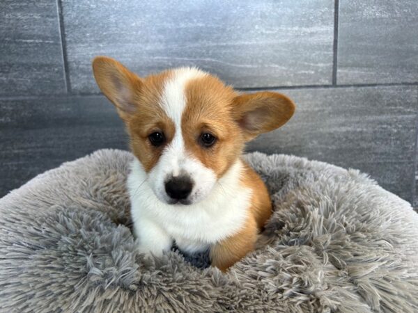 [#1939] Sable / White Male Pembroke Welsh Corgi Puppies For Sale
