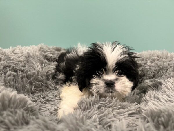 [#1949] blk/wht Female Malshi Puppies For Sale