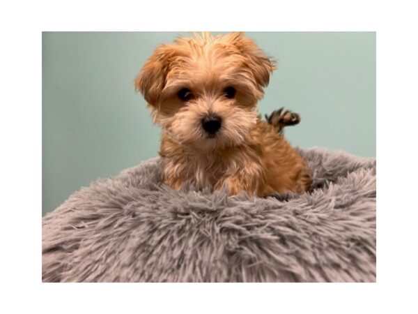 [#1954] Gold Male Morkie Puppies For Sale