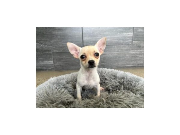 [#1967] Fawn Female Chihuahua Puppies For Sale