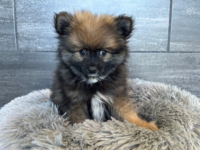 洋楽 Rup Dog Amazon.com: Liberty Imports Flip Over Puppy - Battery Operated